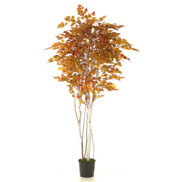 Birch Tree with Fall Foliage 7' - Artificial Trees & Floor Plants - Artificial autumn trees for rent